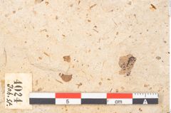 Foto (Detailansicht) von Myrica lignitum Unger (NHMW-GEO-2024-0188-4024)